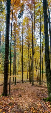 Dağlarda sonbahar ormanı