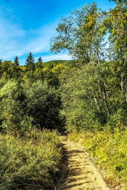 Ormanda yürüyüş parkuru.