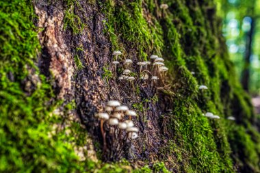 Ormanda mantar, doğa bitki örtüsü