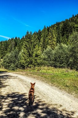 Köpek ormanda yürüyor.