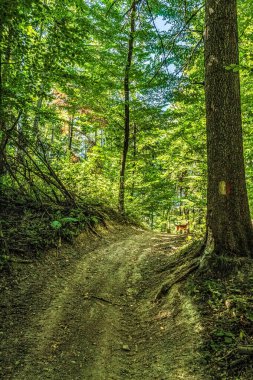 Ormandaki orman yolu.