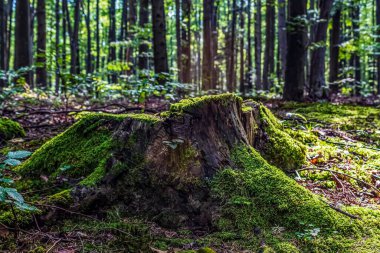 Ormandaki eski ağaç gövdeleri