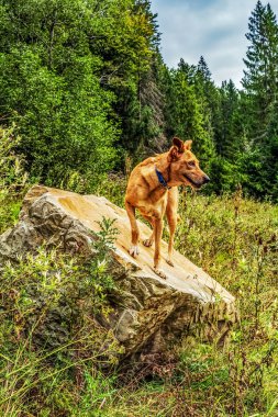 Dağ yamacında kırmızı köpek