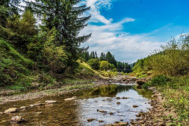 Ağaçlı bir dağ nehri manzarası.