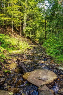Ormandaki nehirde güzel bir şelale.