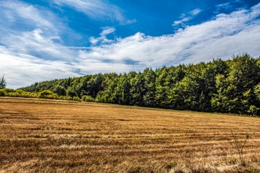 Ağaçlarla kaplı güzel bir manzara.