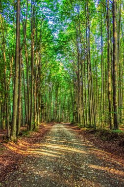 Ağaçlarla kaplı ormanda yol