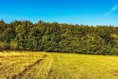 Ormanda sarı çimenler ve mavi gökyüzü olan sonbahar manzarası