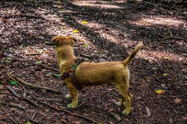 Köpek Jack Russell Terrier yolda yürüyor.