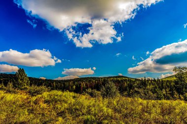 Landscapes - Forest - Europe, Romania, Suceava region