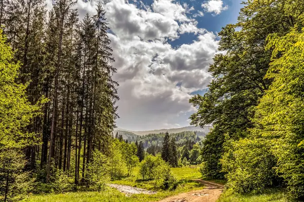 güzel dağ manzarası ile yeşil orman ve mavi gökyüzü
