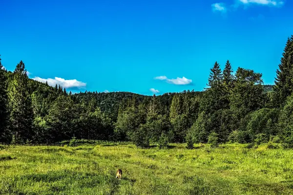Ormanda bir ağacı olan güzel bir manzara.