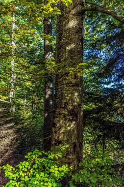 ormanda ağaçlar ile güzel manzara