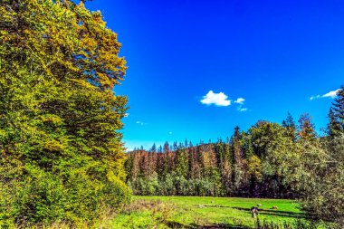 Güneşli bir günde güzel bir sonbahar ormanı