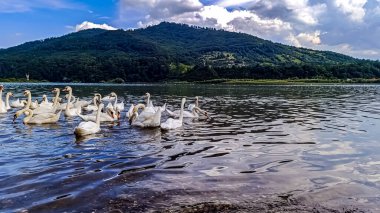 Göl kenarında ördek sürüsü