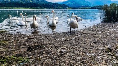 Güzel göl manzarası