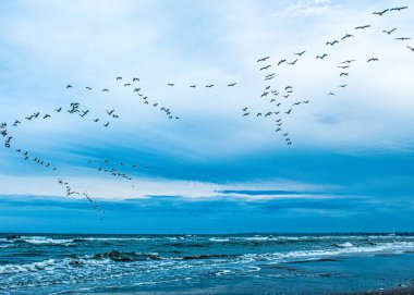 Kumsalda uçan martılar.