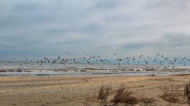 Deniz kıyısında martılar