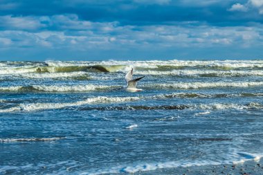 Baltık sahilinde deniz dalgaları ve martılar.