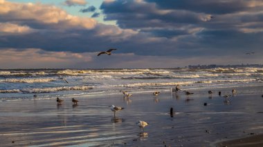 Güneşli bir günde denizdeki bir martı..
