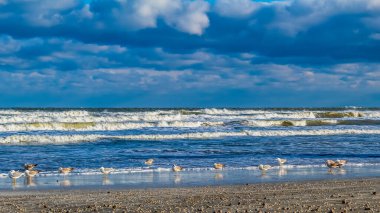 Baltık denizinde beyaz martılar