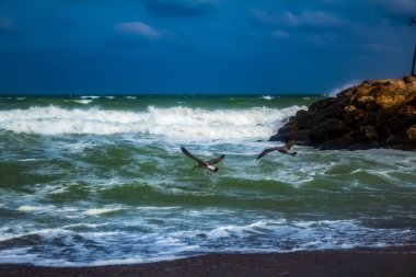 Fırtınalı bir gökyüzünde martılar