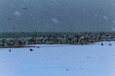 Kışın martı sürüsü