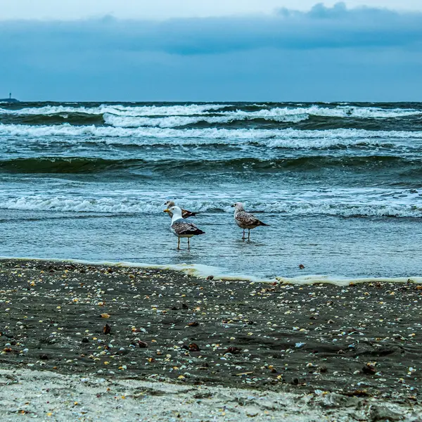 Martılar Baltık Denizi üzerinde uçuyor