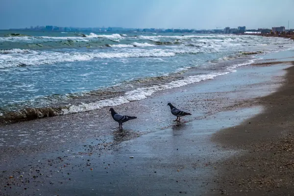 Sahilde martıları olan Karadeniz plajı.