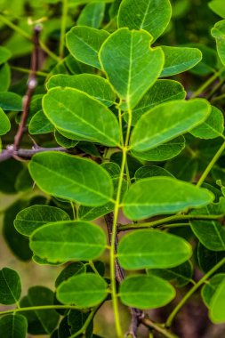 doğanın yeşil yaprak