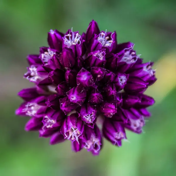 Bahçedeki güzel mor çiçekler