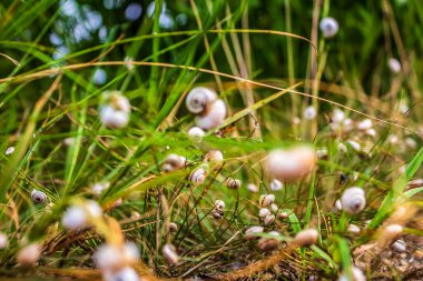 Ormanda beyaz mantarlar