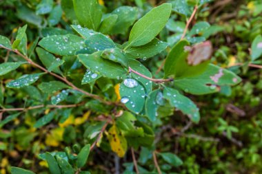 Yağmur damlaları dallar üzerinde