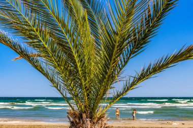 Sahilde palmiye ağacı