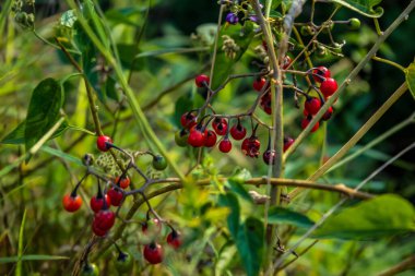 Frenk üzümü meyveler