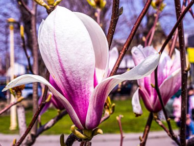 Manolya ağacının güzel çiçekleri