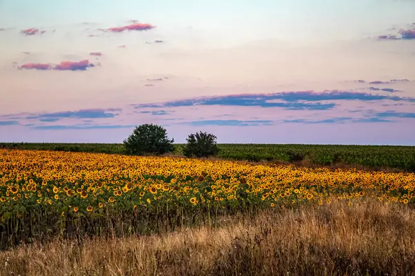 Gün batımında ayçiçeği tarlası
