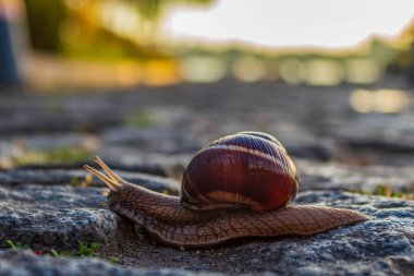 Bahçedeki salyangoz