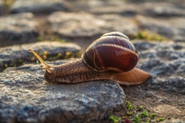 Taş bir arka planda kabuklu salyangoz