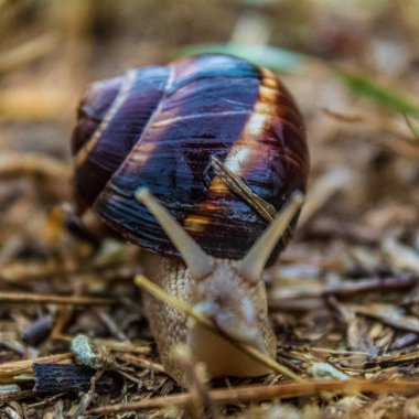 Güzel bir salyangozun yakın çekimi.