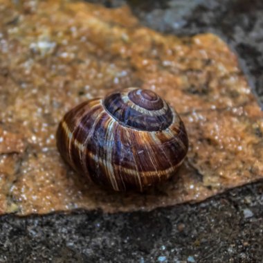 Salyangoz yerde. makro.