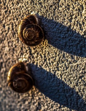 Duvarda gölgesi olan bir salyangozun dikey görüntüsü.