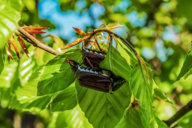 Ağaçtaki kestane yapraklarının seçici odak noktası.