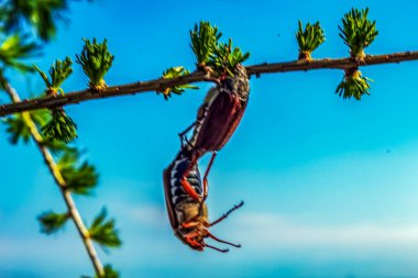 Güzel bir kuşun yakın çekimi.