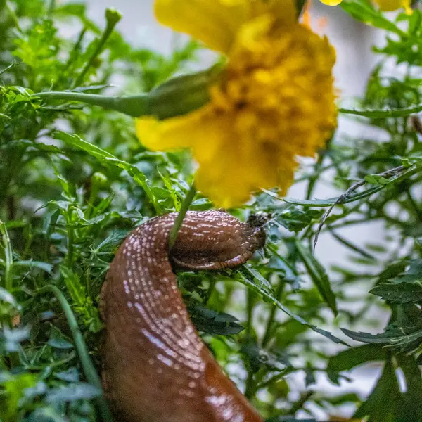 Bahçedeki sarı salyangoz