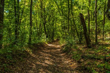 Yazın ormanda bir patika