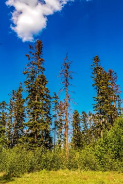 Bulutlu bir günde, ormandaki uzun ağaçların güzel bir görüntüsü.