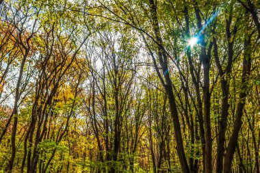 Ağaçlar ve yapraklarla dolu sonbahar ormanı