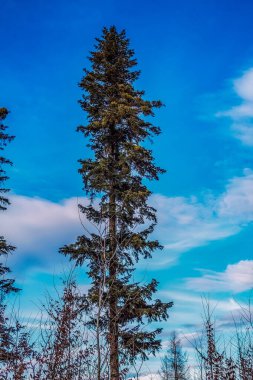 Ormandaki çam ağaçları