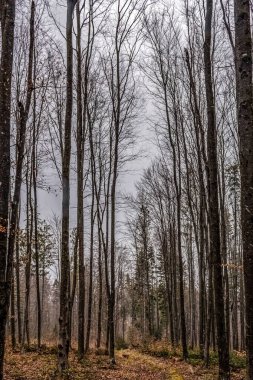 Ağaçlar ve yapraklarla dolu güzel bir sonbahar ormanı